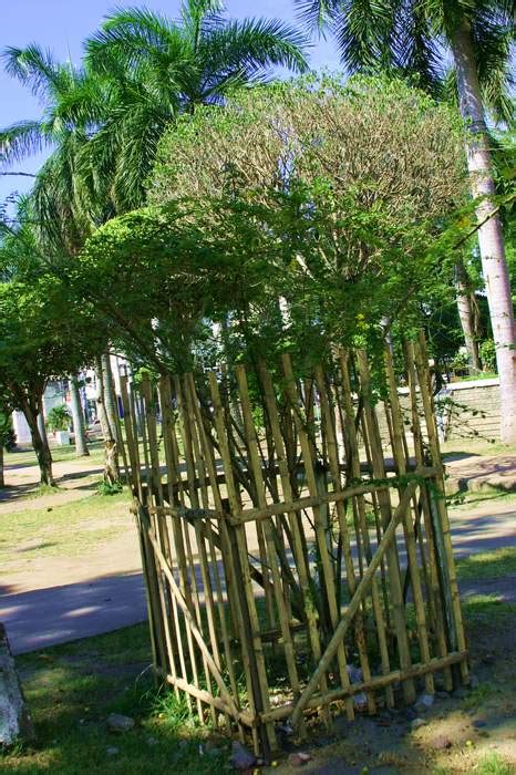 dadiangas tree|General Santos City .